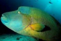 Napoleon fish. (Doc. Maritim.go.id)