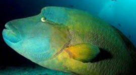 Napoleon fish. (Doc. Maritim.go.id)