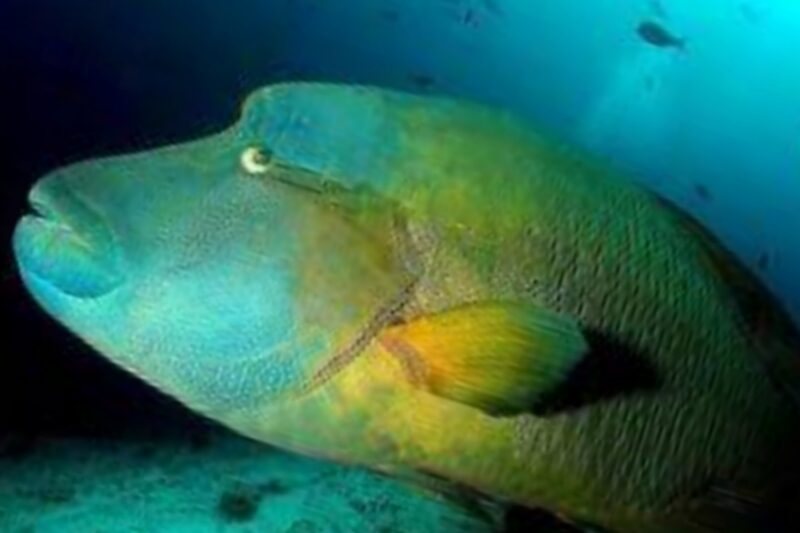 Napoleon fish. (Doc. Maritim.go.id)