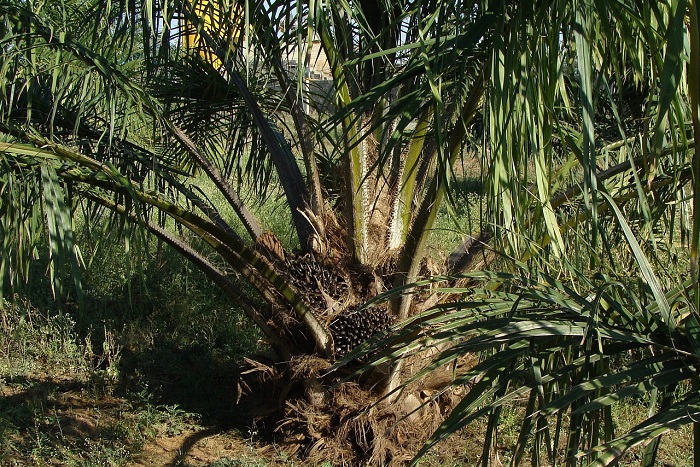 Oil Palm Plantation. (Pixabay.com/sarangib)